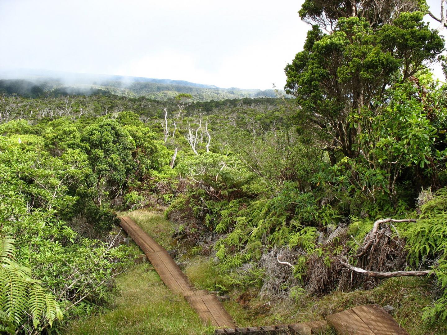 Hawaiian Landscape