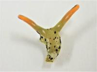 Head of Elysia cf. marginata