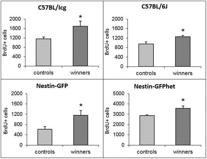 Results of Counting the Number of New Nerve Cells in the Dentate Gyrus of the Hippocampus of the Mic