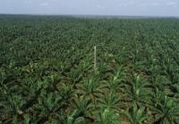 View of a Plantation from a Drone