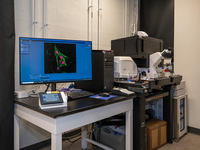 Chromatin Under the Microscope
