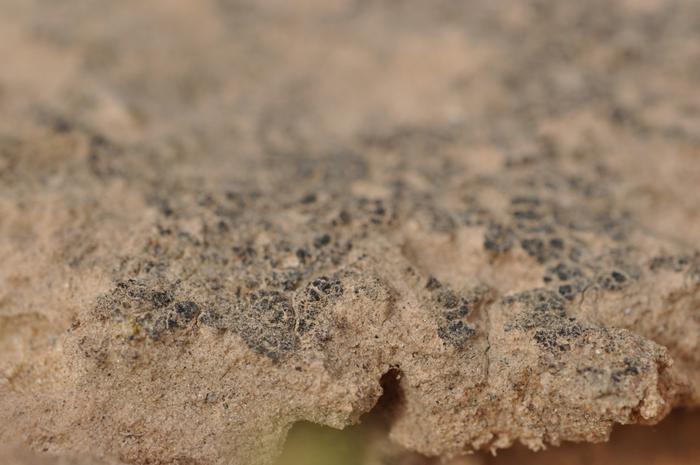 Biological soil crusts