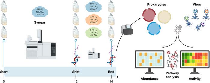 Workflow of syngas biomethanation under increasing hydrogen ratios.