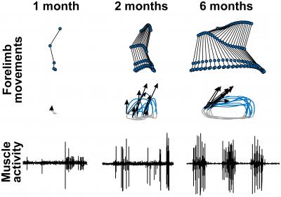 Forelimb Movements