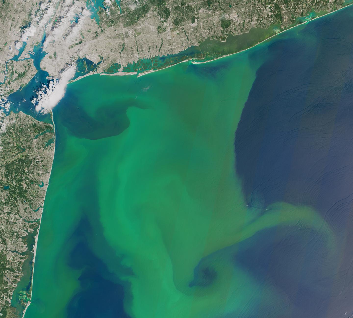 Atlantic Coast Bloom