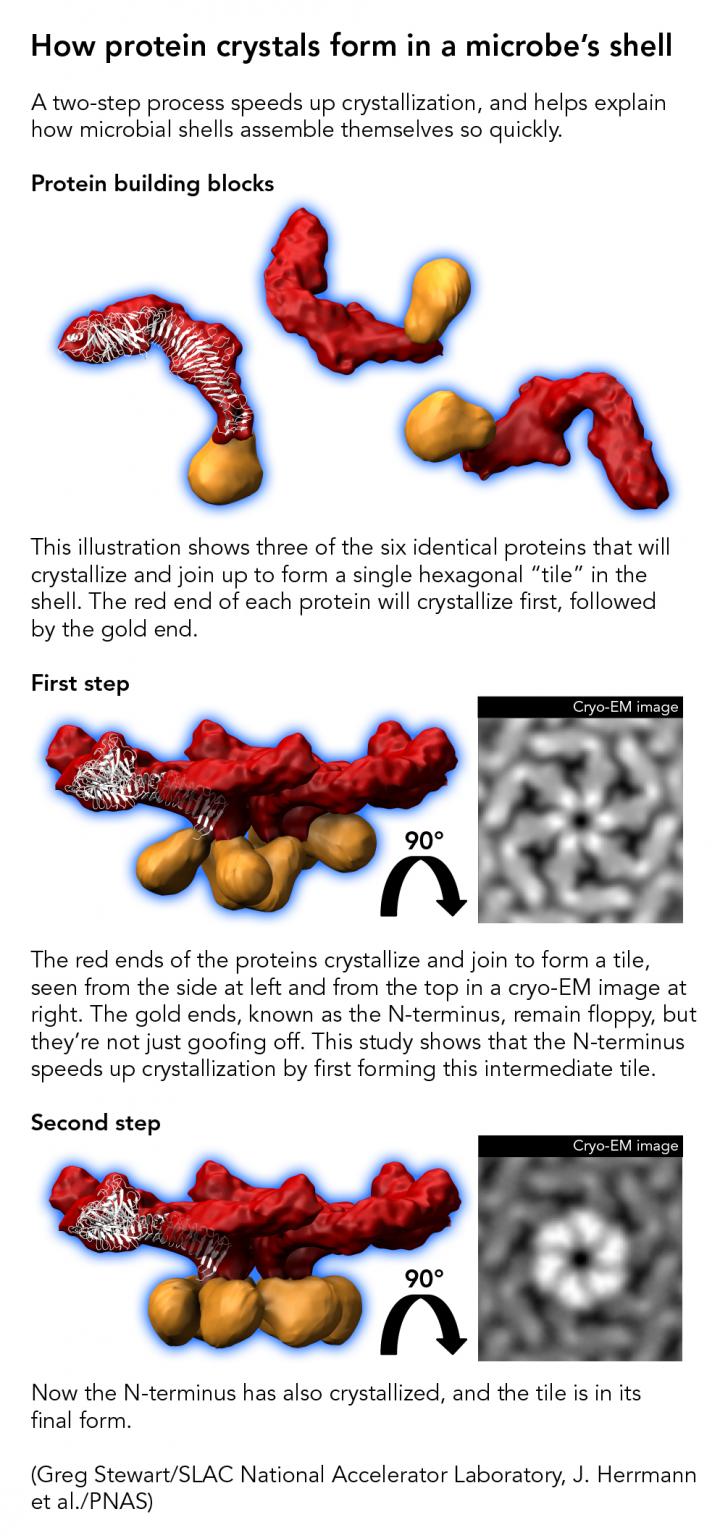 How Protein Crystals Form in a Microbe's Shell
