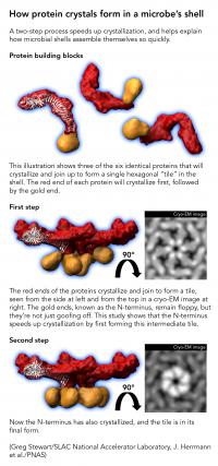 How Protein Crystals Form in a Microbe's Shell