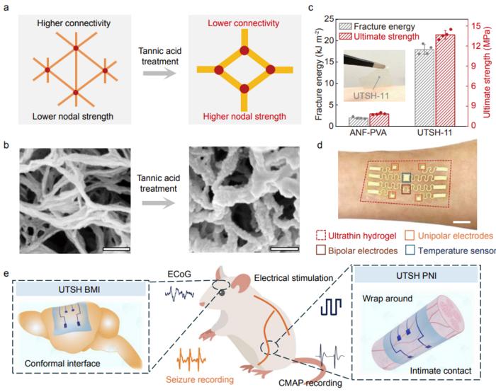 From design to device: ultrathin and ultrastrong bioelectronic membranes
