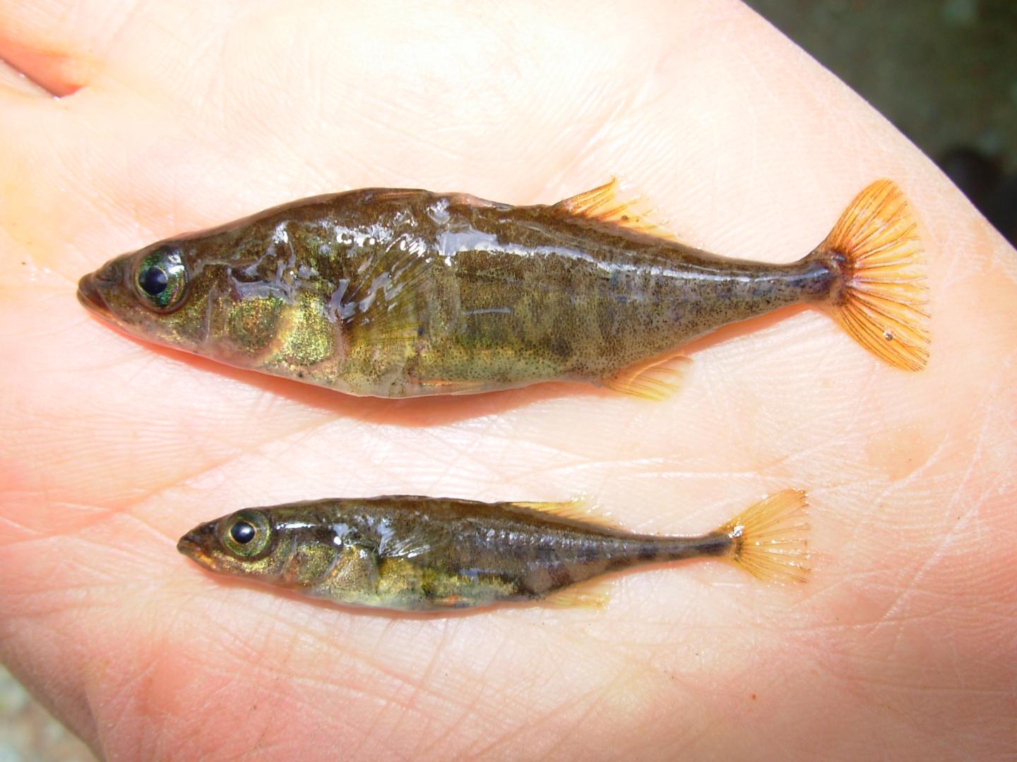 Stickleback Cousins