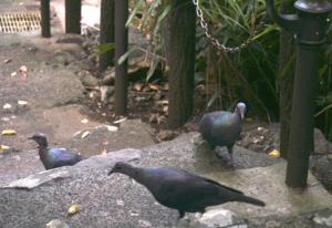 Back from the brink of extinction