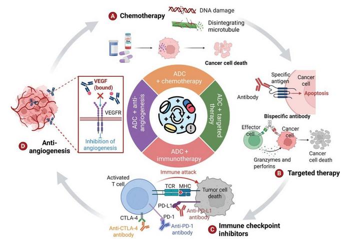 Combination strategies of antibody-drug conjugates (ADCs) in cancer therapy and mechanisms of action.