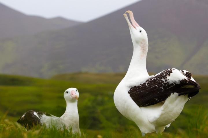 Albatross