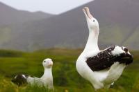 Albatross