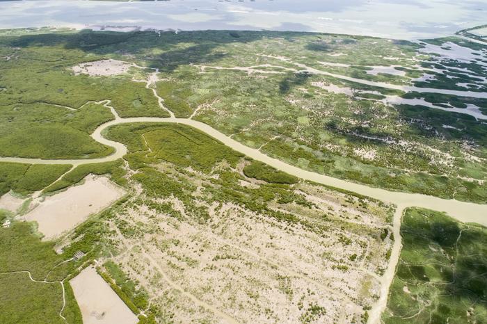 Global mangrove forests rebound, offering hopeful sign for climate and coastal resilience