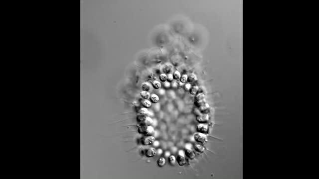 Choanoflagellates Flip from Ball to Cup