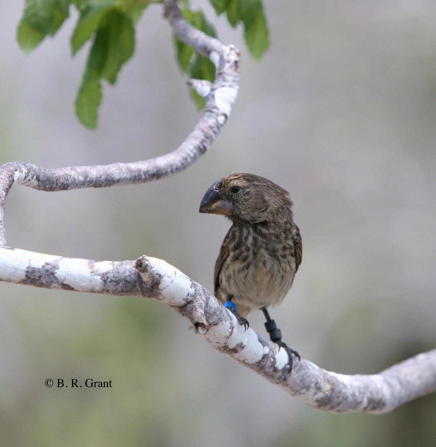 Large Ground Finch