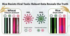 Viral tools on wheat vs rice