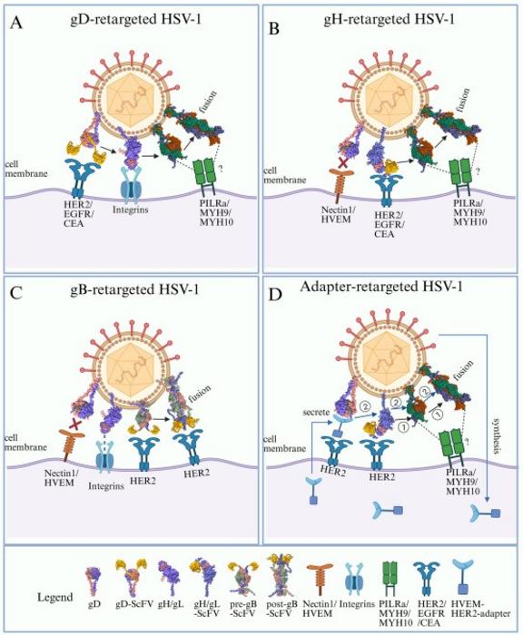 Strategies for retargeting oncolytic HSV-1.