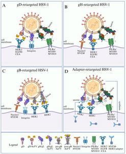 Strategies for retargeting oncolytic HSV-1.