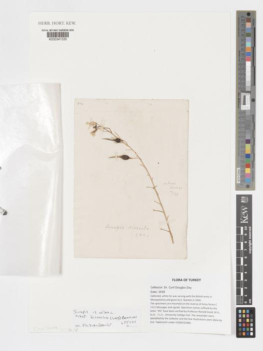 Sinapis alba collected in Mesopotamia (1918)