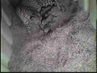 Cheetah Litter
