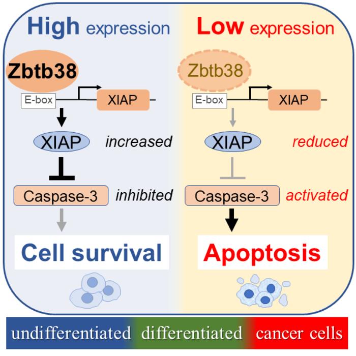 Zbtb38 regulates cell survival through transcriptional activation of XIAP