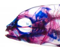 Fish Skull