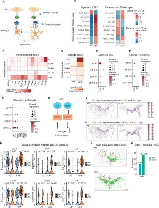 Ccn1 regulates the spatial expression of Csf1 and Il2 to influence NSC-microglia interactions
