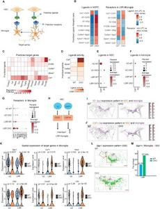 Ccn1 regulates the spatial expression of Csf1 and Il2 to influence NSC-microglia interactions