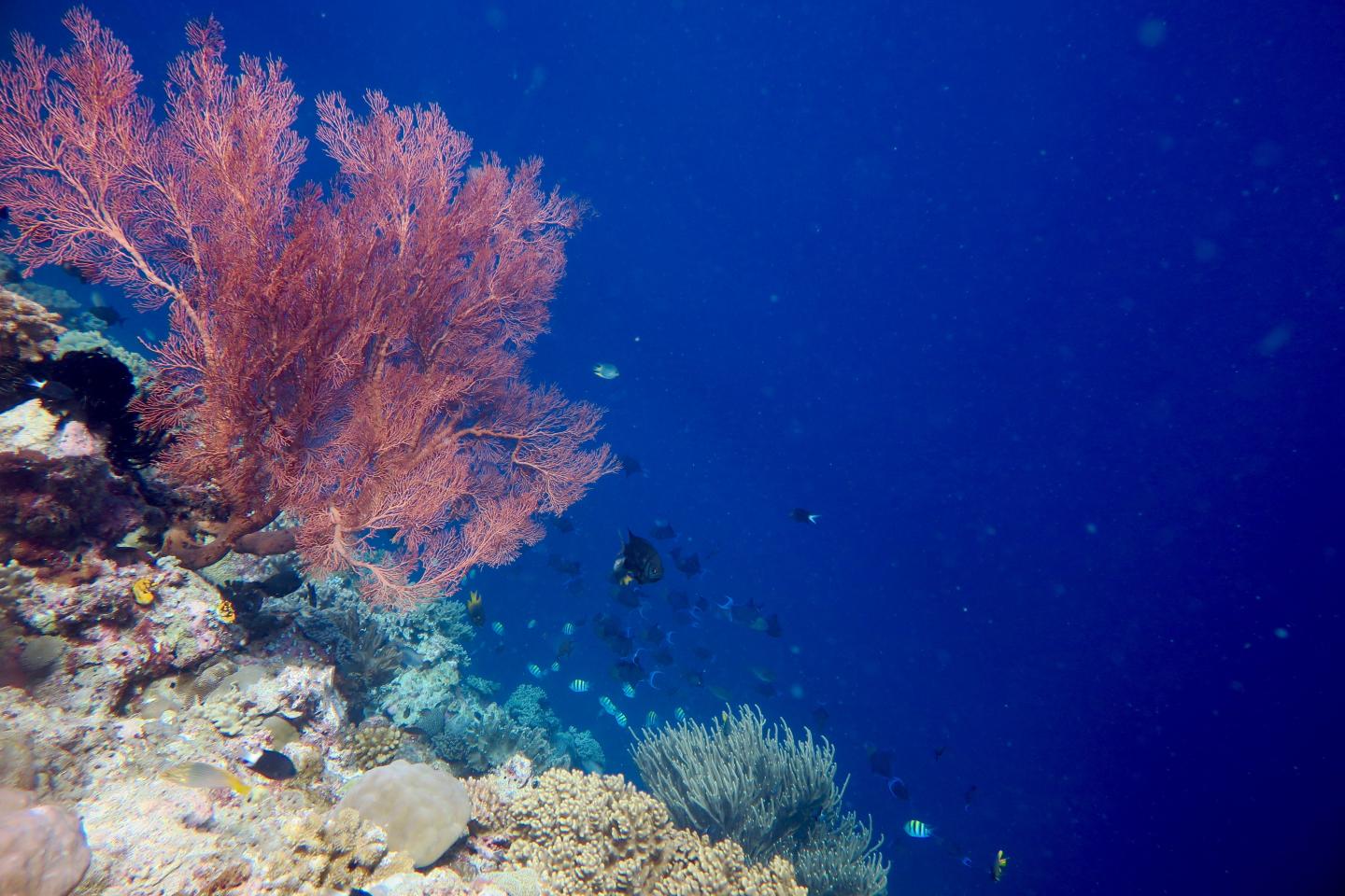 Global Biodiversity Crisis Is a Large-Scale Reorganization, with Greatest Loss in Tropical Oceans (1 of 5)