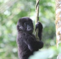 Grauer's Gorilla