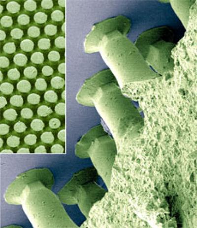 Biomimetic Surface Structure