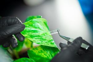 adhesive gel for plants - 1