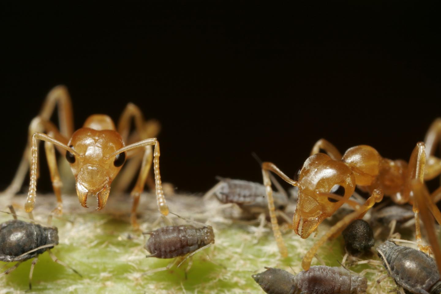 Weaver Ants