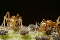 Weaver Ants