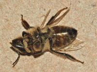 Phorid Larvae Exiting