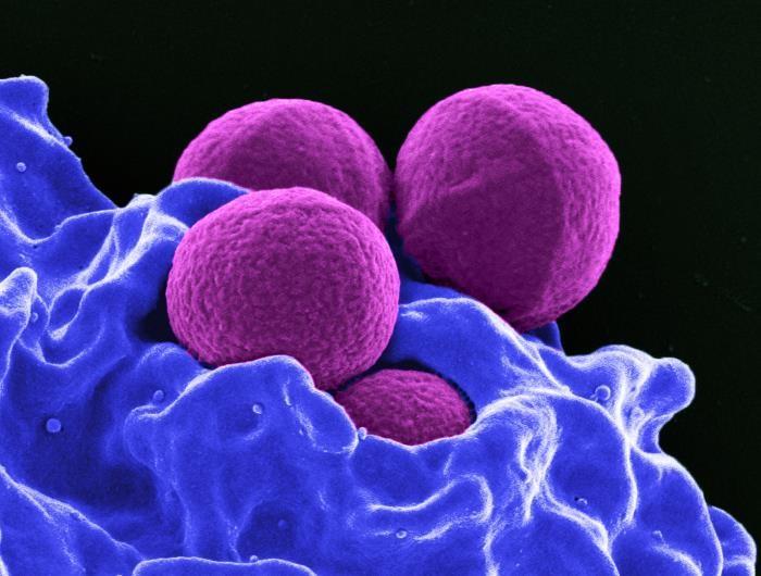 How Staph Cells Dodge the Body's Immune System