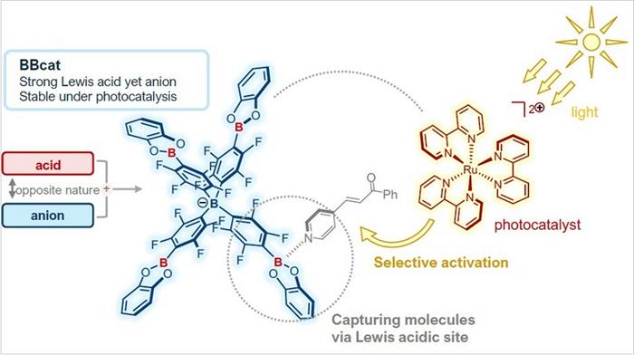 Selective activation of substrate by BBcat
