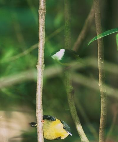 Manakin Birds of Central America