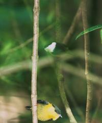Manakin Birds of Central America