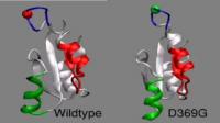 Molecular Simulation of BK Ion Channel