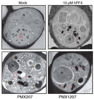 Mimicking a Natural Defense Against Malaria