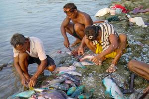 Cleaning the catch after a coral reef fishing trip in North Sulawesi, Indonesia.