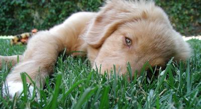Nova Scotia Duck Tolling Retriever Puppy