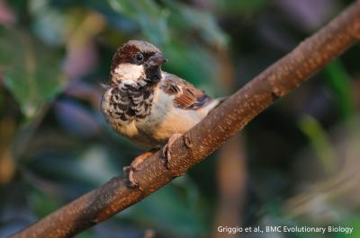 Sparrow