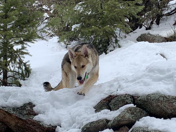 Colorado Remy