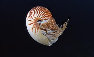 Nautilus pompilius