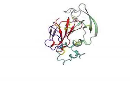 A Hopeful Fold for Hepatitis C