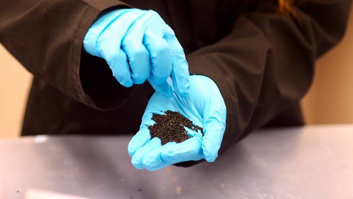Researchers examined leaching from crumb rubber infill
