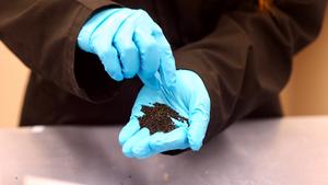 Researchers examined leaching from crumb rubber infill